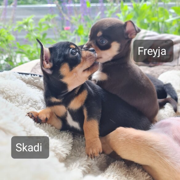 Chihuahua - Both