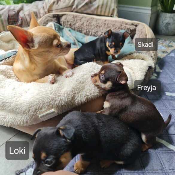 Chihuahua - Both