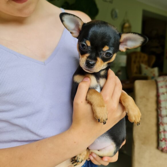Chihuahua - Both