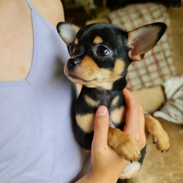 Chihuahua - Both