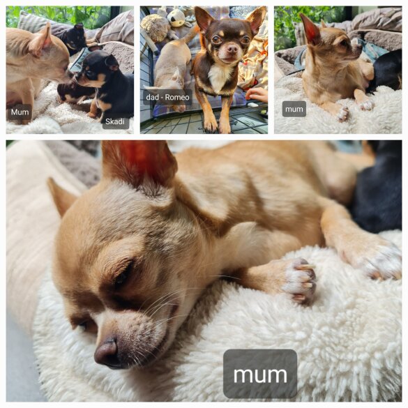 Chihuahua - Both