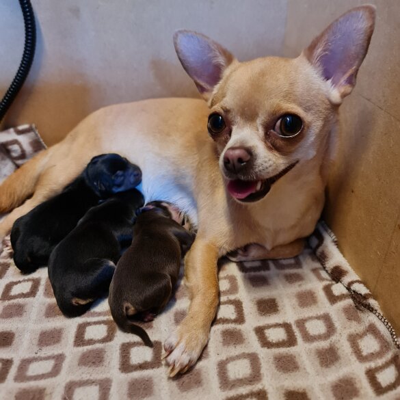 Chihuahua - Both