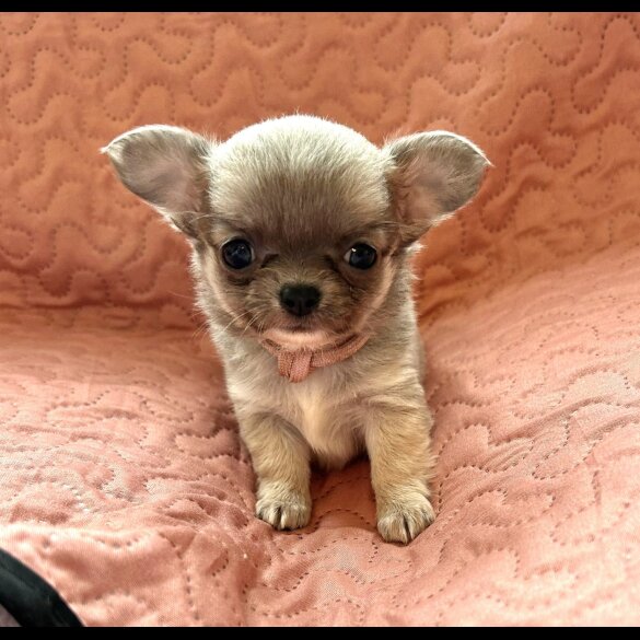 Chihuahua - Both