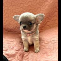 Chihuahua - Both