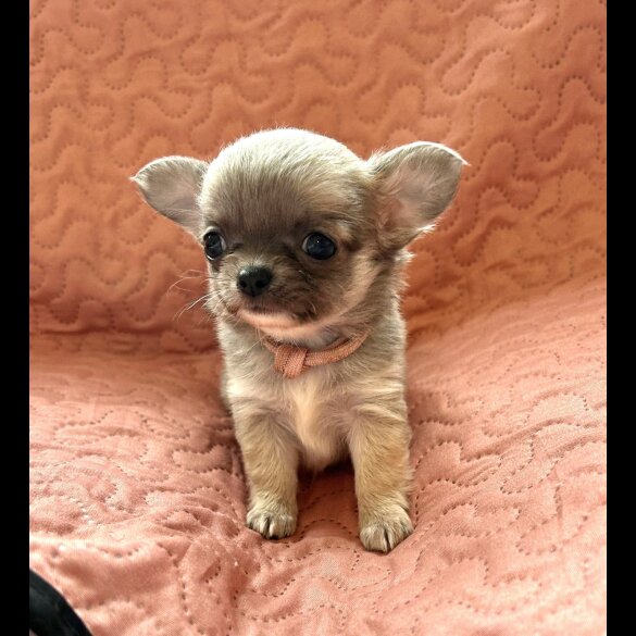 Chihuahua - Both