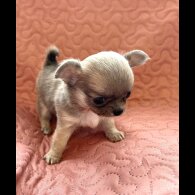 Chihuahua - Both