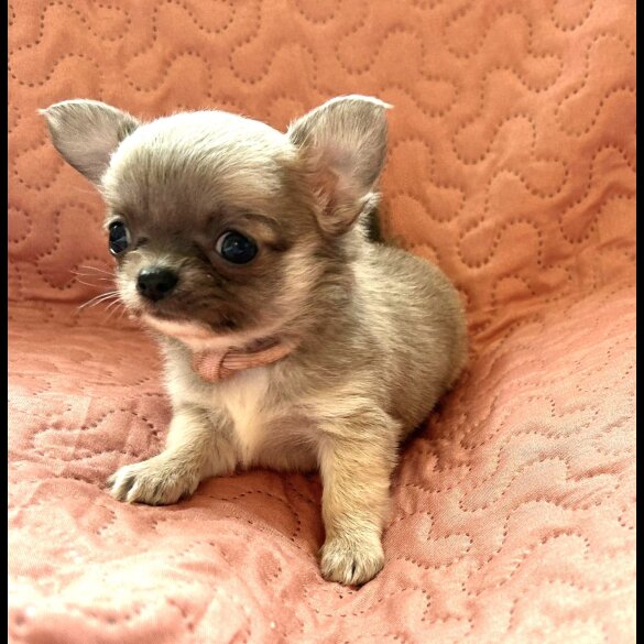 Chihuahua - Both
