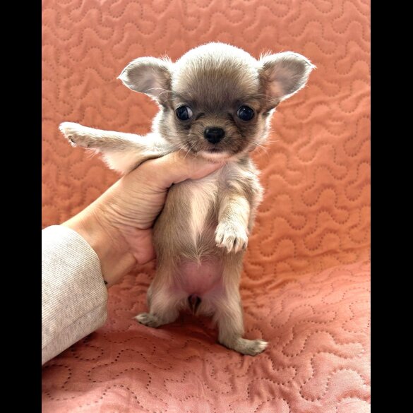 Chihuahua - Both