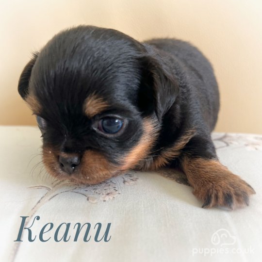 Chihuahua puppies for Sale in the UK Puppies
