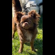 Chihuahua - Both