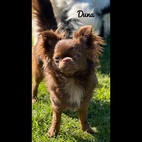 Chihuahua - Both
