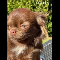 Chihuahua - Both