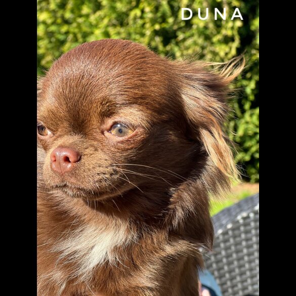 Chihuahua - Both