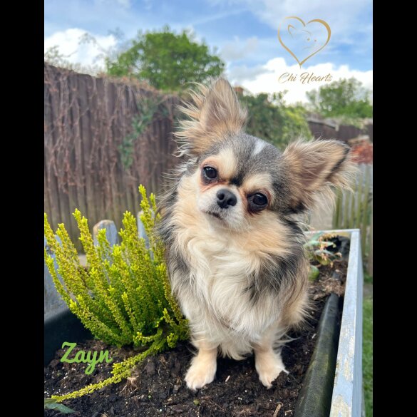 Chihuahua - Both