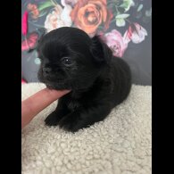 Chihuahua - Both
