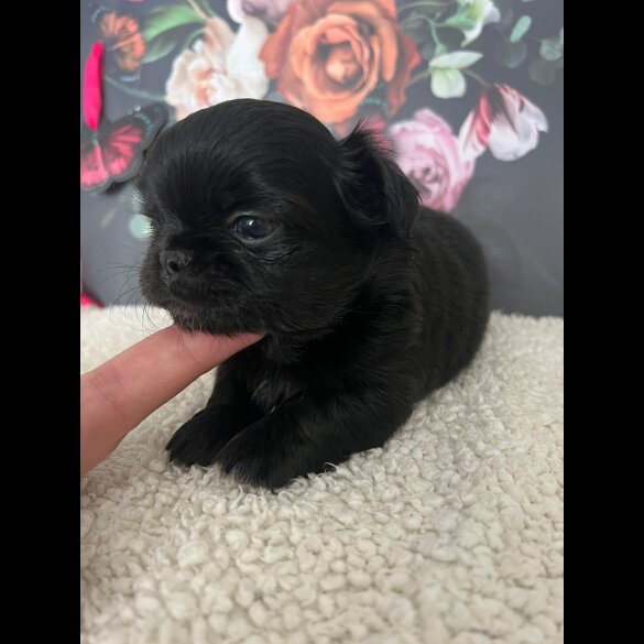 Chihuahua - Both
