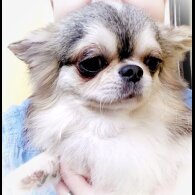 Chihuahua - Both