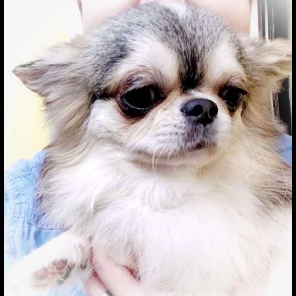 Chihuahua - Both