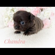 Chihuahua - Both