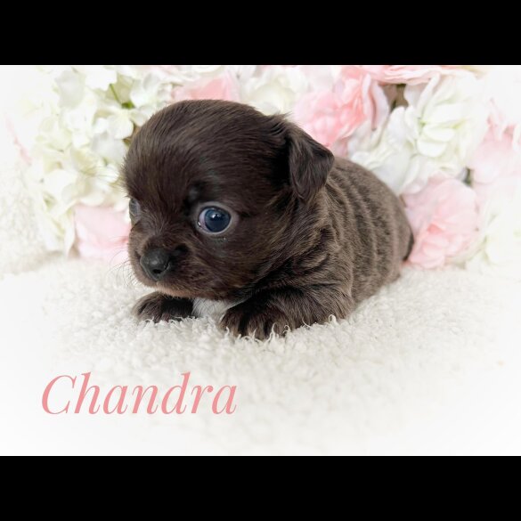 Chihuahua - Both