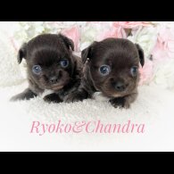 Chihuahua - Both