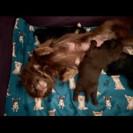 Chihuahua - Both
