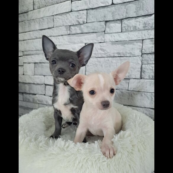 Chihuahua - Both