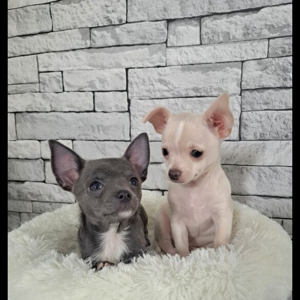 Chihuahua - Both