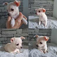 Chihuahua - Both