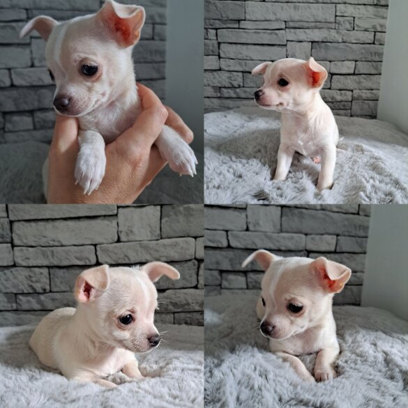 Chihuahua - Both