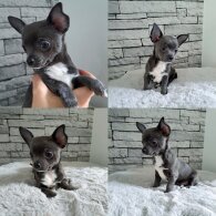 Chihuahua - Both
