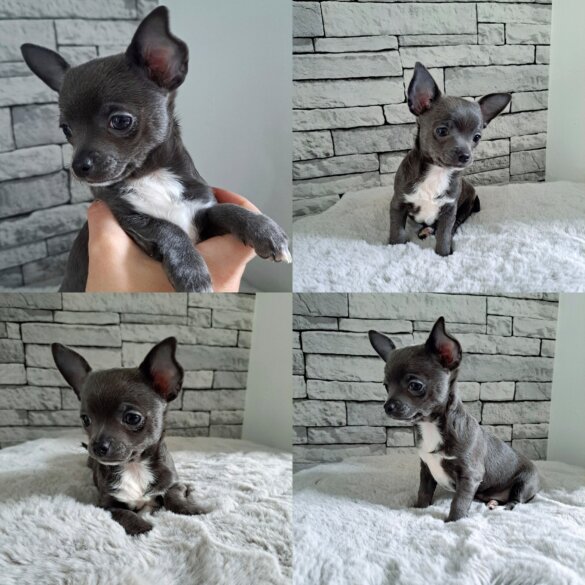 Chihuahua - Both