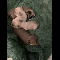 Chihuahua - Both