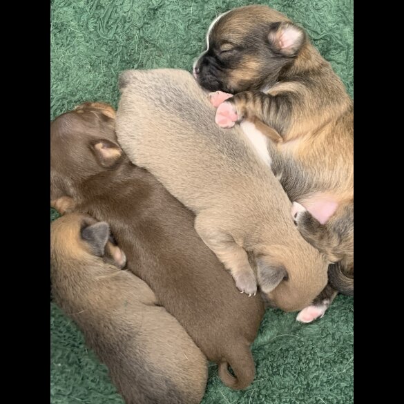 Chihuahua - Both