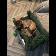 Chihuahua - Both
