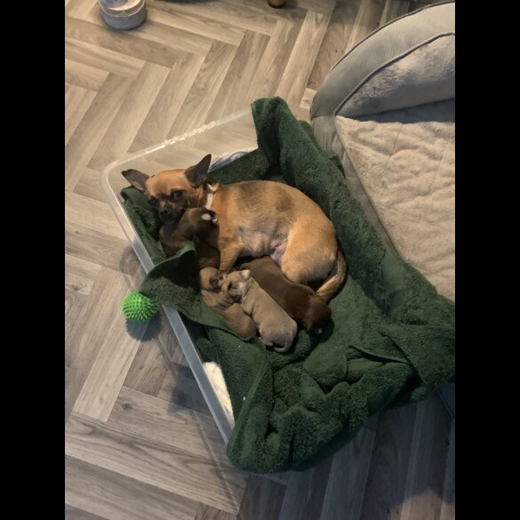 Chihuahua - Both