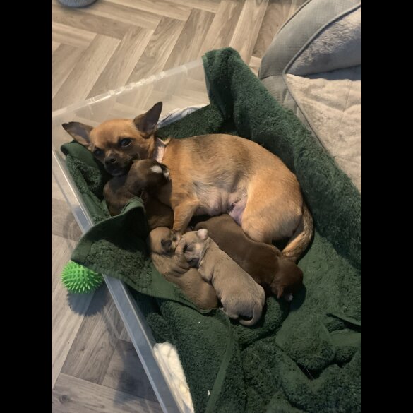 Chihuahua - Both
