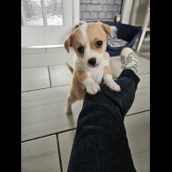 Chihuahua - Both
