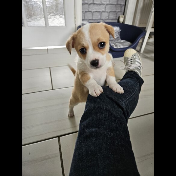 Chihuahua - Both