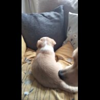 Chihuahua - Both