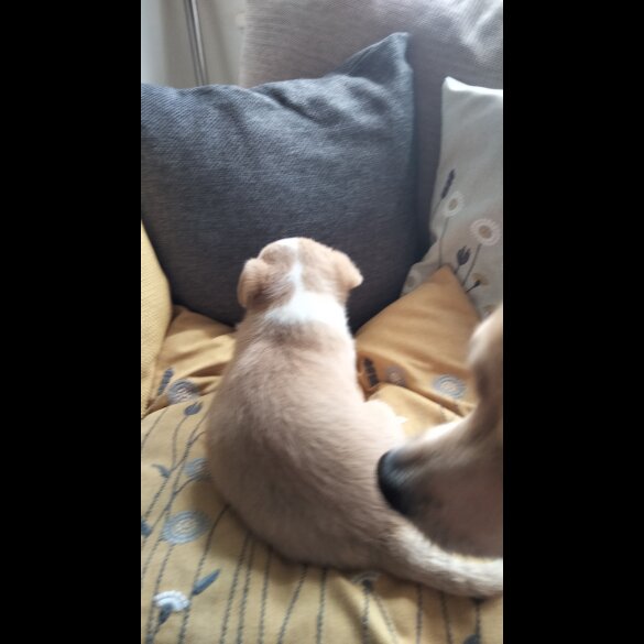 Chihuahua - Both