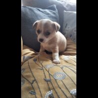 Chihuahua - Both
