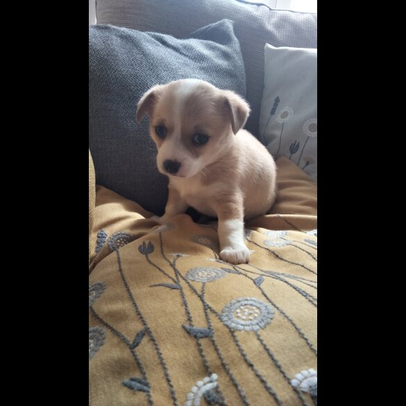 Chihuahua - Both