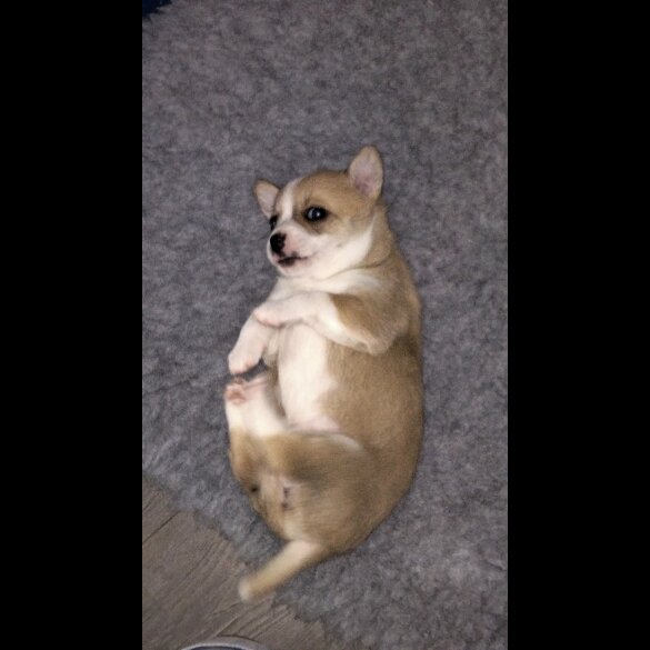 Chihuahua - Both