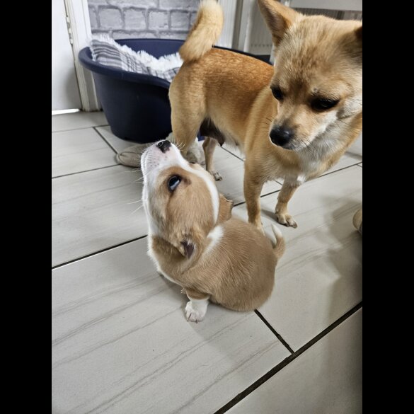 Chihuahua - Both