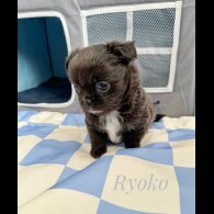 Chihuahua - Both