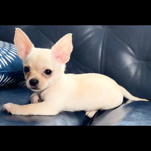 Chihuahua - Bitches