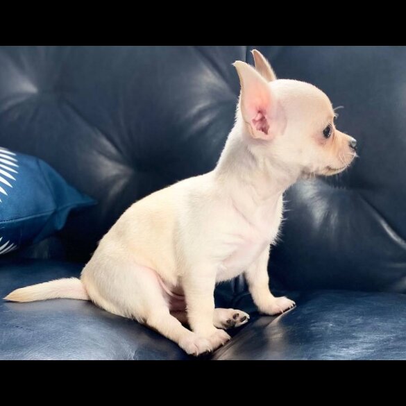 Chihuahua - Bitches