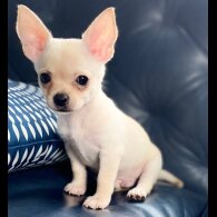 Chihuahua - Bitches