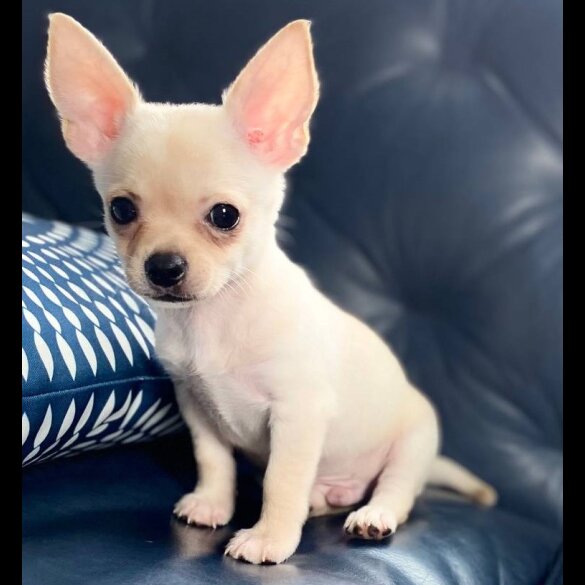 Chihuahua - Bitches